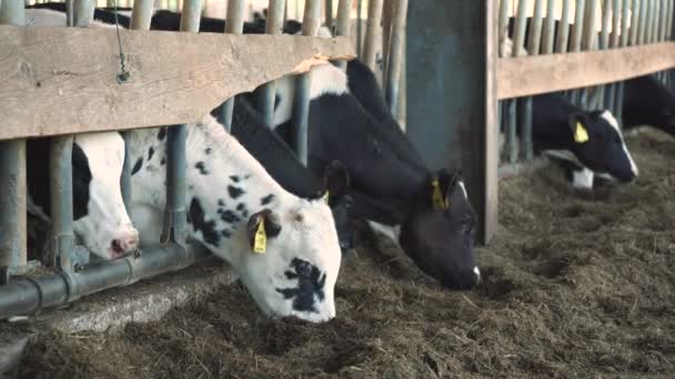 Кормление телят на ферме — стоковое видео