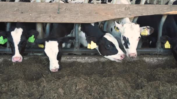 Voederen van kalveren op de boerderij — Stockvideo