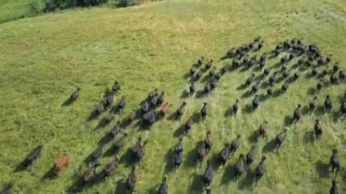 Tarlada çalışan boğa sürüsü
