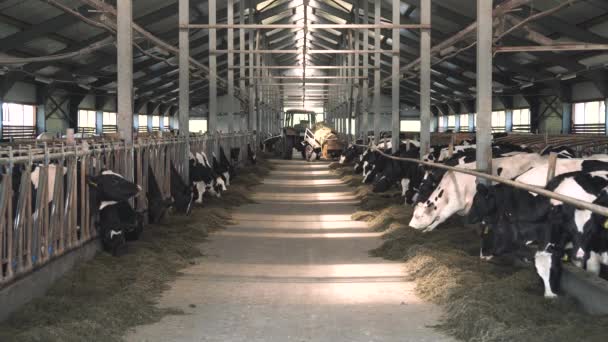 Alimentação de vacas na exploração leiteira — Vídeo de Stock