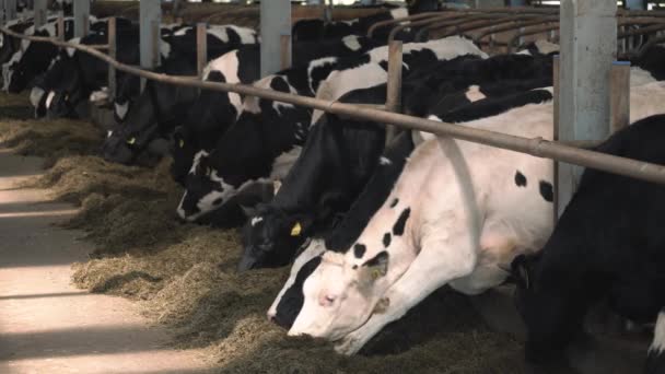 Alimentación de vacas en granja lechera — Vídeo de stock