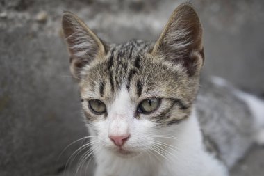 Sevimli genç kedi fotoğrafı için poz.