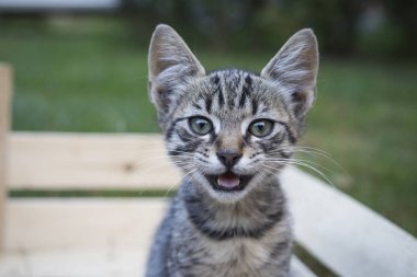 Sevimli genç kedi fotoğrafı için poz.