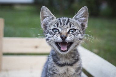 Sevimli genç kedi fotoğrafı için poz.