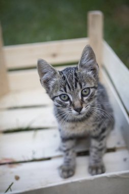 Sevimli genç kedi fotoğrafı için poz.