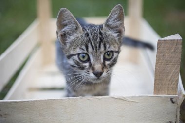 Sevimli genç kedi fotoğrafı için poz.