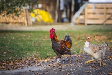 Horoz ve tavuk bir çiftlikte - bahçedeki ücretsiz ıslahı.