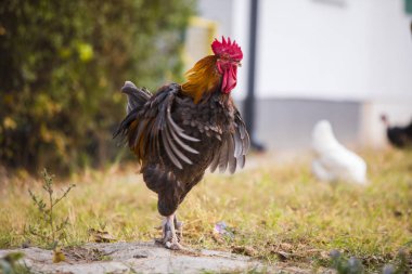 Horoz ve tavuk bir çiftlikte - bahçedeki ücretsiz ıslahı.