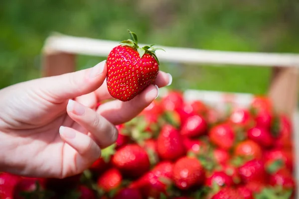 Girl Hand Holding Juicy Red Ripe Strawberries Background View Bunch Royalty Free Stock Photos