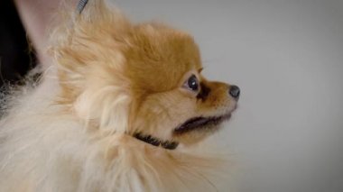 Yan görünümü kum köpek renkli