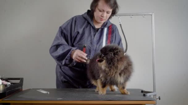 Female groomer shearing small dog. Woman in gray jacket making hairstyle for dark fluffy pet with professional equipment — Stock Video