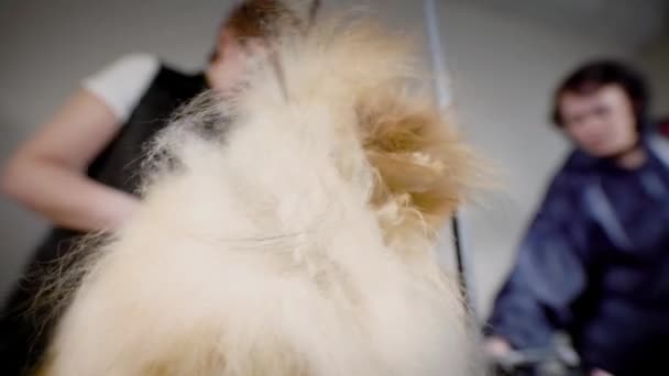 Groomer Melakukan Pekerjaan Dengan Anjing Kecil — Stok Video