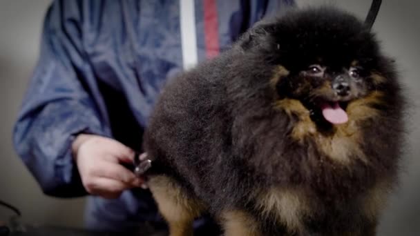 Groomer tosquia cão pequeno com tesoura — Vídeo de Stock