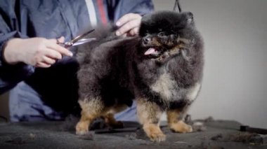 Yeni saç modeli bekliyor dil komik küçük köpek. Profesyonel damat kesme koyu kabarık ile evde beslenen hayvan makas Studio'yu siyah masa