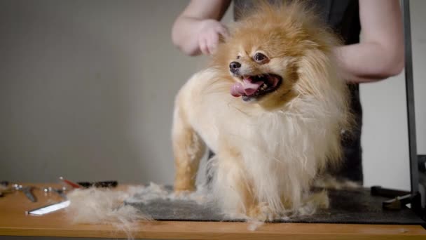 Lindo perro esperando nuevo peinado — Vídeo de stock