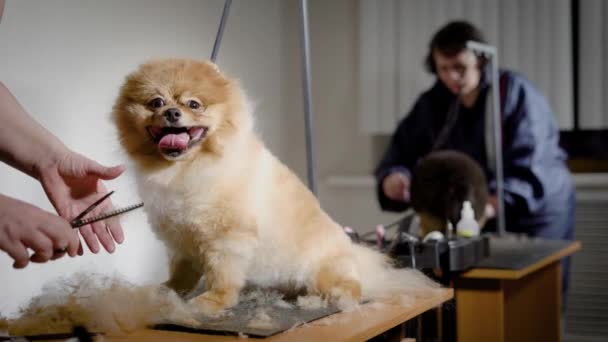 Processo de trabalho Groomer com cães. Pequenos animais de estimação bonitos esperando novo penteado em estúdio com equipamento profissional — Vídeo de Stock