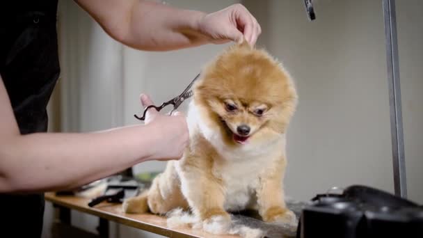 Perro de color dorado con corte de pelo divertido — Vídeo de stock