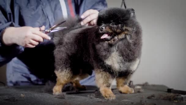 新しい髪型を待っての舌おかしいの小型犬。プロのグルーマー黒いテーブル スタジオでハサミで剪断暗いふわふわのペット — ストック動画