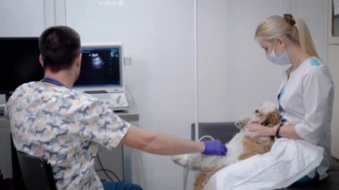 erkek doktor için bir veteriner kliniğinde küçük köpek ultrasonik tarama gerçekleştiriyor, kadın Yardımcısı köpek kucakta tutuyor