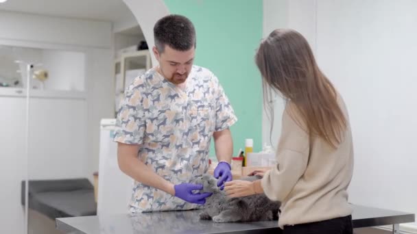 Veterinario está inspeccionando un gato Scottish Shorthair gris en la oficina, propietario femenino está de pie cerca, sosteniendo mascota — Vídeos de Stock