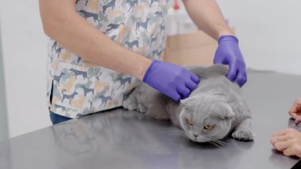 Ветеринар-мужчина прикасается к серой кошке, чувствует ее волосы и живот, животное стоит на металлическом столе — стоковое видео