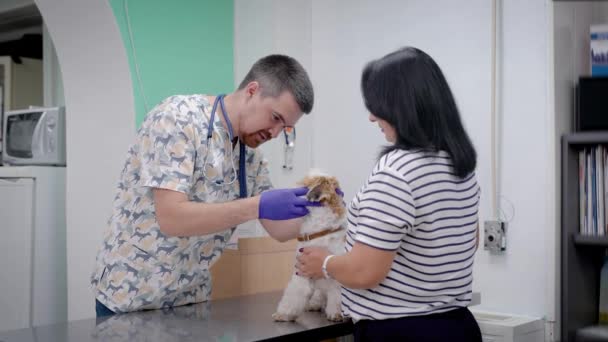 Веселый ветеринар осматривает маленькую ши-цу в кабинете ветеринарной клиники, хозяйка держит своего питомца на столе — стоковое видео