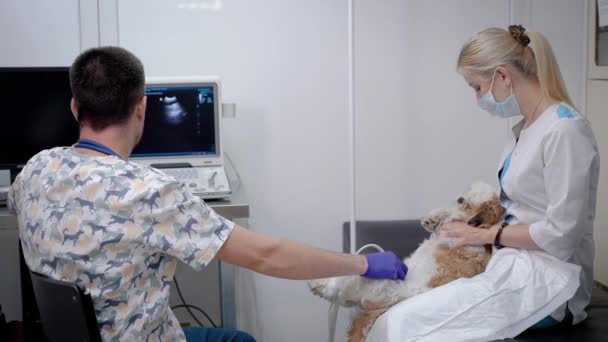 Male doctor is performing ultrasonic scanning for small dog in a veterinary clinic, female assistant is holding dog on laps — Stock Video