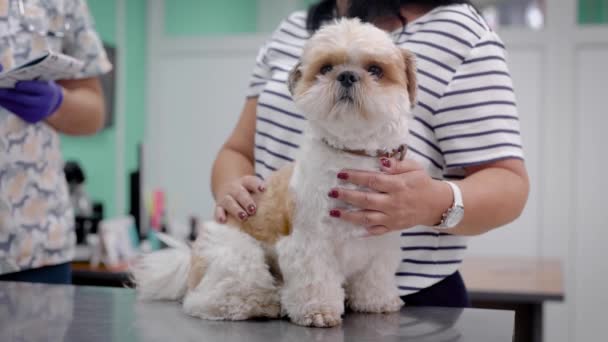 Small cute shih tzu dog is sitting on a metal table in a veterinarian office, doctor is standing back and consulting — Stock Video