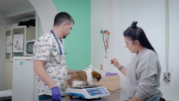 Lekarz weterynarii człowiek jest ważenie szczeniak shih tzu pies w biurze nowoczesnej kliniki, właściciel kobieta stoi w pobliżu — Wideo stockowe
