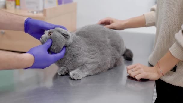 兽医特写镜头在诊所里对一只家养猫进行体检. — 图库视频影像