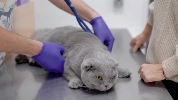 聴診器を使用してイギリス純血種の猫、病気のペット猫の心に耳を傾ける獣医師. — ストック動画