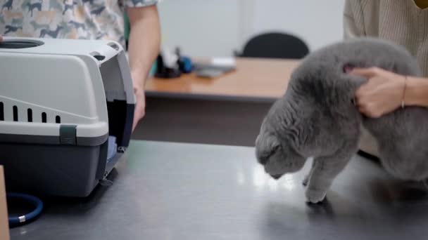 Gato gris entrando portador mascota — Vídeos de Stock