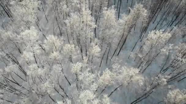 冬の日の森の空中写真は カメラが覆われた裸の木雪と霧氷 トップ風景上空を飛んでください — ストック動画