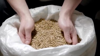 insan elleri torbadan malt alıyor, tahıllar parmaklardan, yakın yukarı görünümü ile dökülen