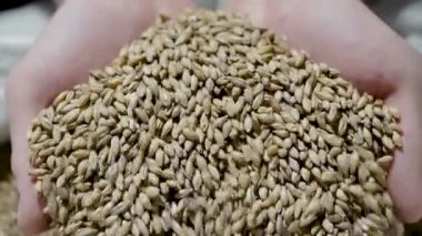 insan elinde malt bütün taneleri, yakın görüş, adam kamera için Grist gösteriyor