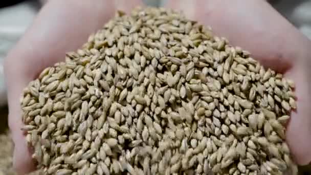 人の手に麦芽の全粒、クローズアップビュー、人間はカメラのために穀物を示しています — ストック動画