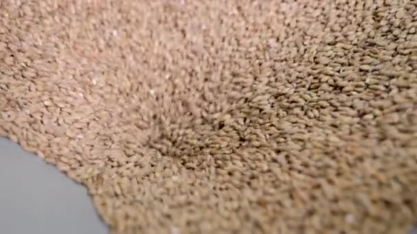 Malta de grano entero se vierte dentro del molino para la molienda en la fábrica de cerveza, vista de detalle — Vídeos de Stock