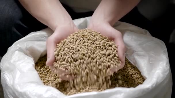Primer plano de un cervecero sosteniendo cebada de trigo en una mano para la elaboración de cerveza . — Vídeos de Stock