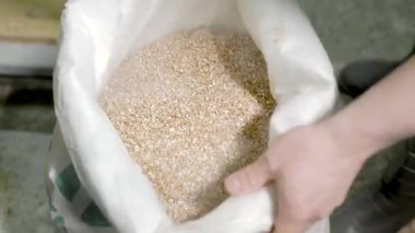 Bir bira fabrikasında ki torbadan buğday arpa tohumlarının kalitesini kontrol eden bir bira üreticisi.