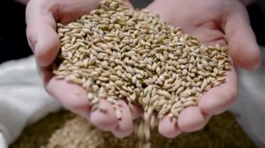 insan elinde malt bütün taneleri, yakın görüş, adam kamera için Grist gösteriyor