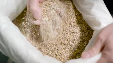 Bir bira fabrikasında ki torbadan buğday arpa tohumlarının kalitesini kontrol eden bir bira üreticisi.