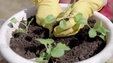 Close. Tencere bitki tencere Ekim süreci. Yeşil fide hazırlanmış toprak, yaz tarım dikilir.