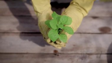 Close. Tencere bitki tencere Ekim süreci. Yeşil fide hazırlanmış toprak, yaz tarım dikilir.