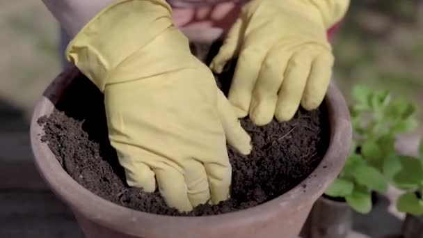 Primo piano. Il processo di piantare vasi di piante in vaso. Piantine verdi sono piantati nel terreno preparato, l'agricoltura estiva . — Video Stock