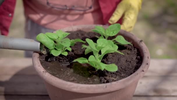 クローズ アップ。鉢に植木鉢を植えるプロセス。緑の苗は、準備土壌に植えられている、夏の農業. — ストック動画