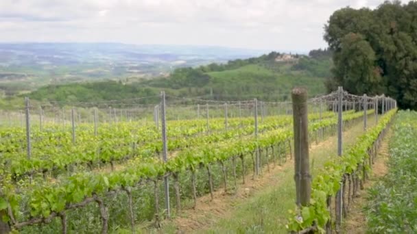 Wijngaarden in het Italiaanse Toscane. In het voorjaar van de wijnstok met een kleine hoeveelheid groen, en vereisen zorg. Landbouw in de Italiaanse provincie. Voorjaar — Stockvideo