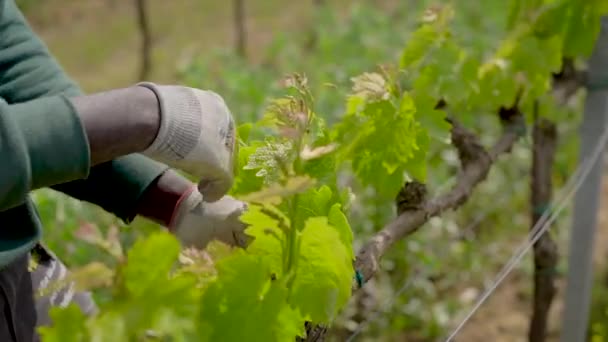 Vinice v italském Toskánsku. Na jaře vína s malým množstvím zeleně a vyžadujete péči. Zemědělství v italské provincii. Jaro — Stock video