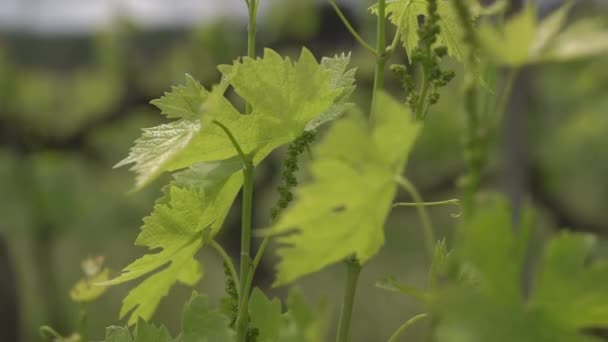 Vignobles en Toscane italienne. Au printemps de la vigne avec une petite quantité de verdure, et nécessitent des soins. Agriculture dans la province italienne. Printemps — Video