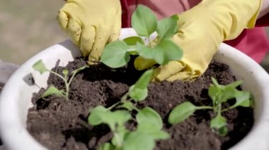bahçıvan güneşli bir günde pota lahanası dikimi, ellerin yakın çekim, bahçe için sahne hazırlanıyor