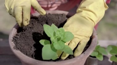 yetiştirici ilkbaharda güneşli bir günde çiçek saksı da zemin tarafından yeşil filiz kökleri kapsayan, yakın çekim görünümü